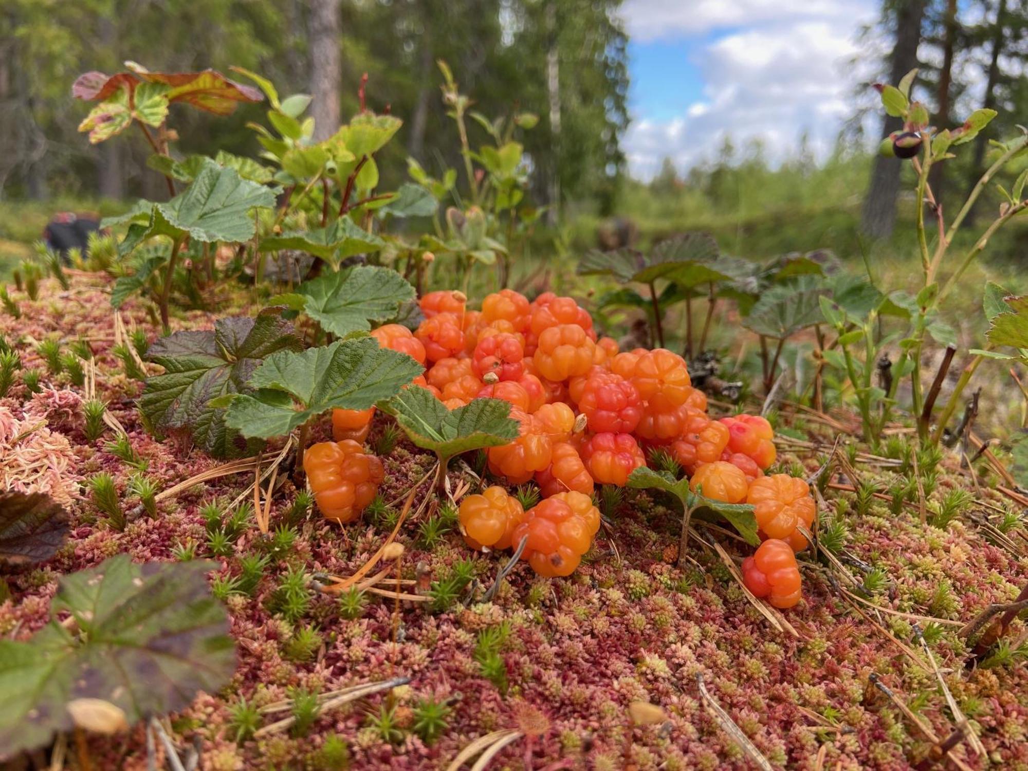 Vildmarksgard Lillviken Стрьосунд Екстер'єр фото